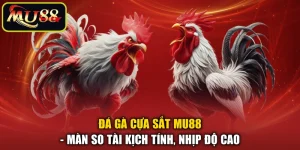 Đá Gà Cựa Sắt MU88 - Màn So Tài Kịch Tính, Nhịp Độ Cao