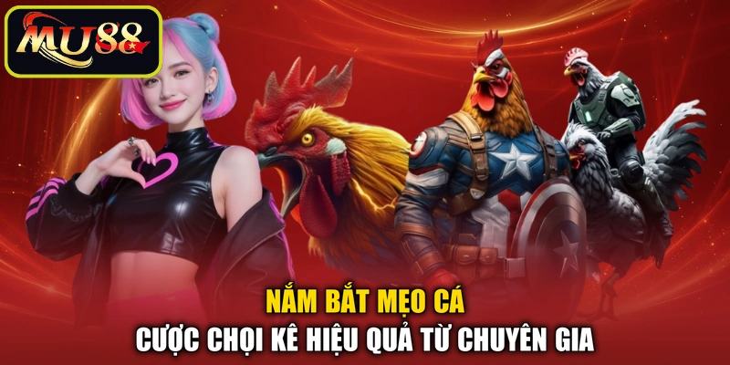 Nắm bắt mẹo cá cược chọi kê hiệu quả từ chuyên gia